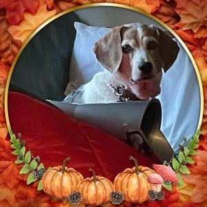 Meet your Posher, Flo